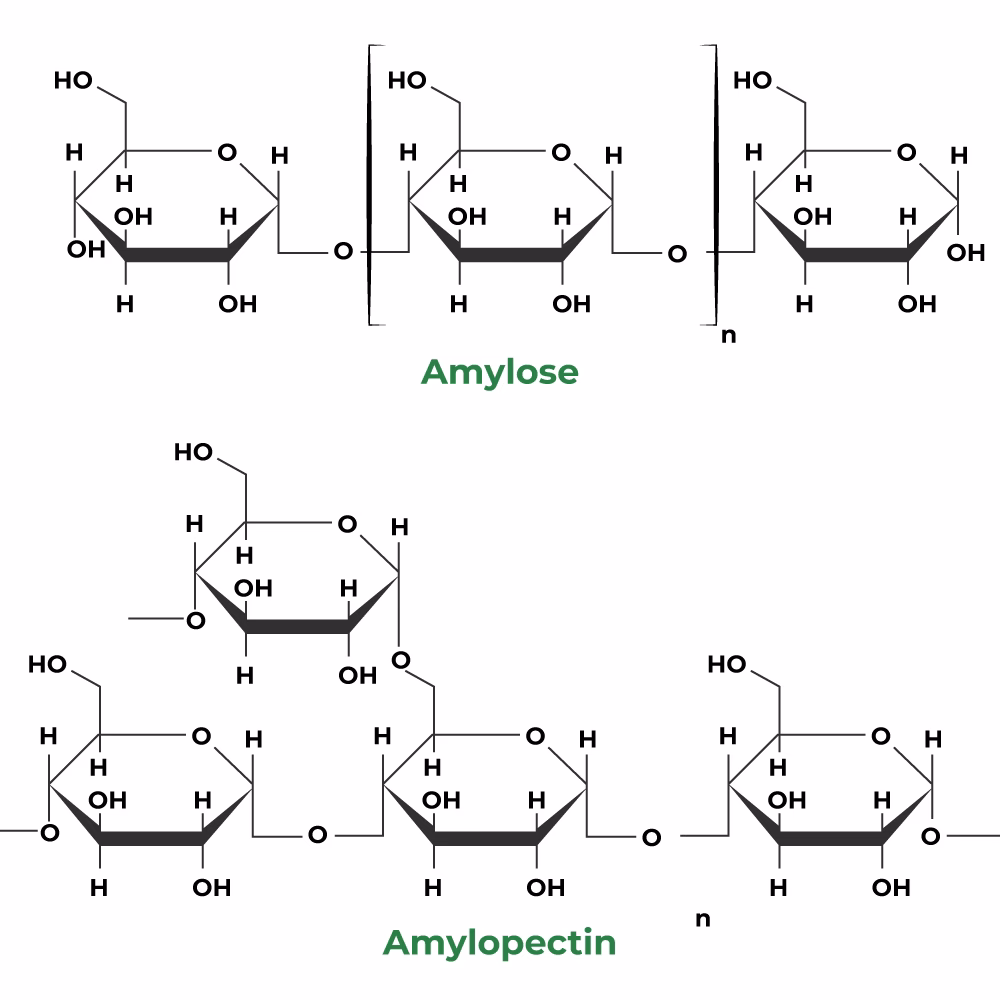What is composed of amylose and amylopectin?