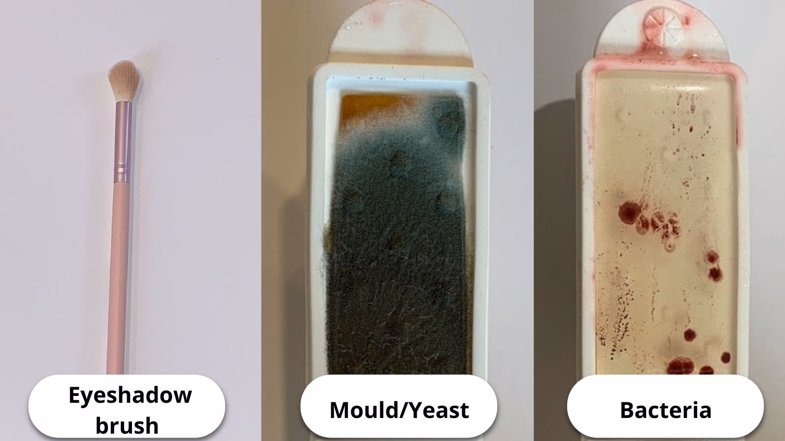 What kind of bacteria grows on makeup brushes?