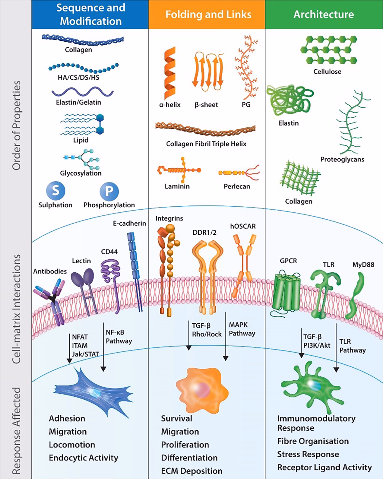 What are 3 examples of biomaterials?