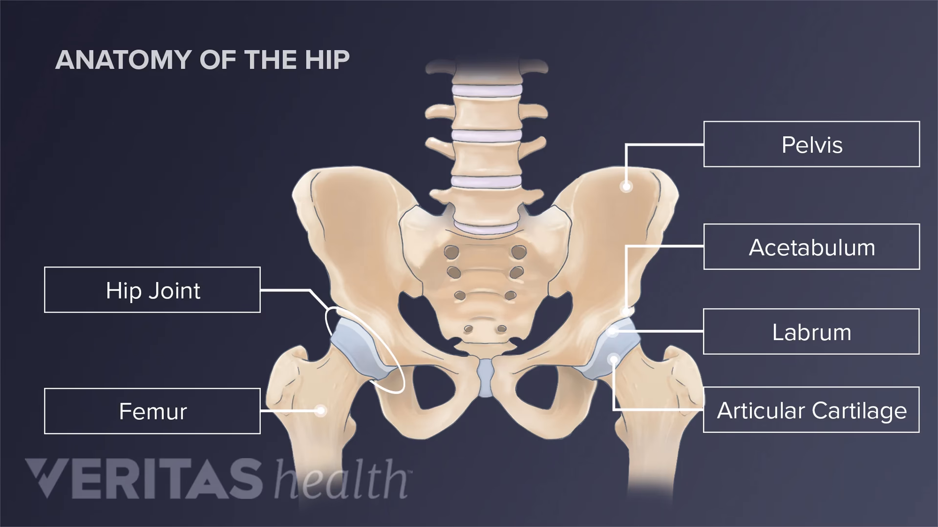 Which bones form joints with the hip bones?