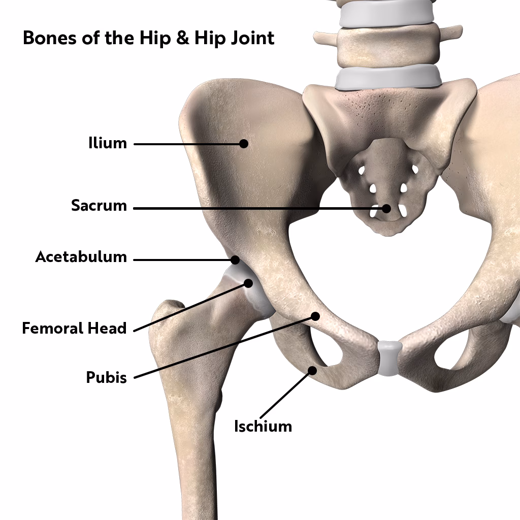 How many bones make up the hip joint?