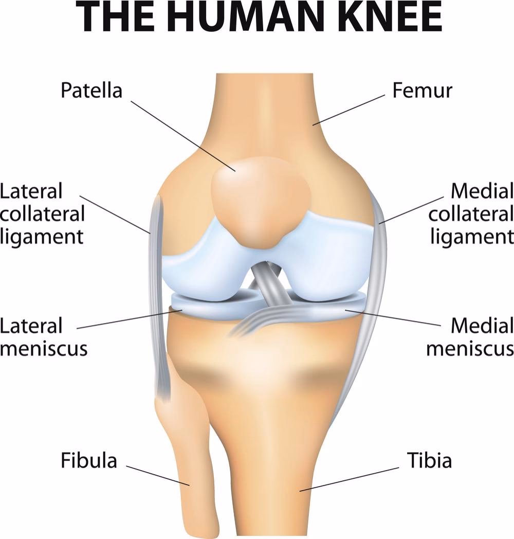 Which bones compose the knee joint Quizlet?