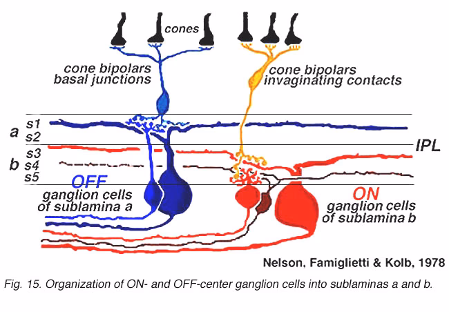 Are axons from the ___ are bundled together to form the ___?