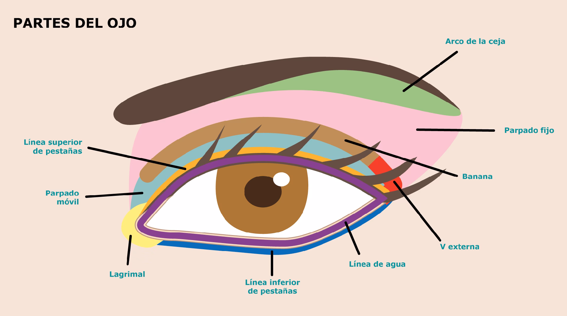 ¿Cómo se llama la línea de maquillaje en los ojos?