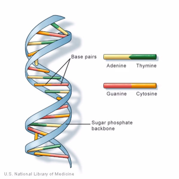 What is the basic makeup of DNA?