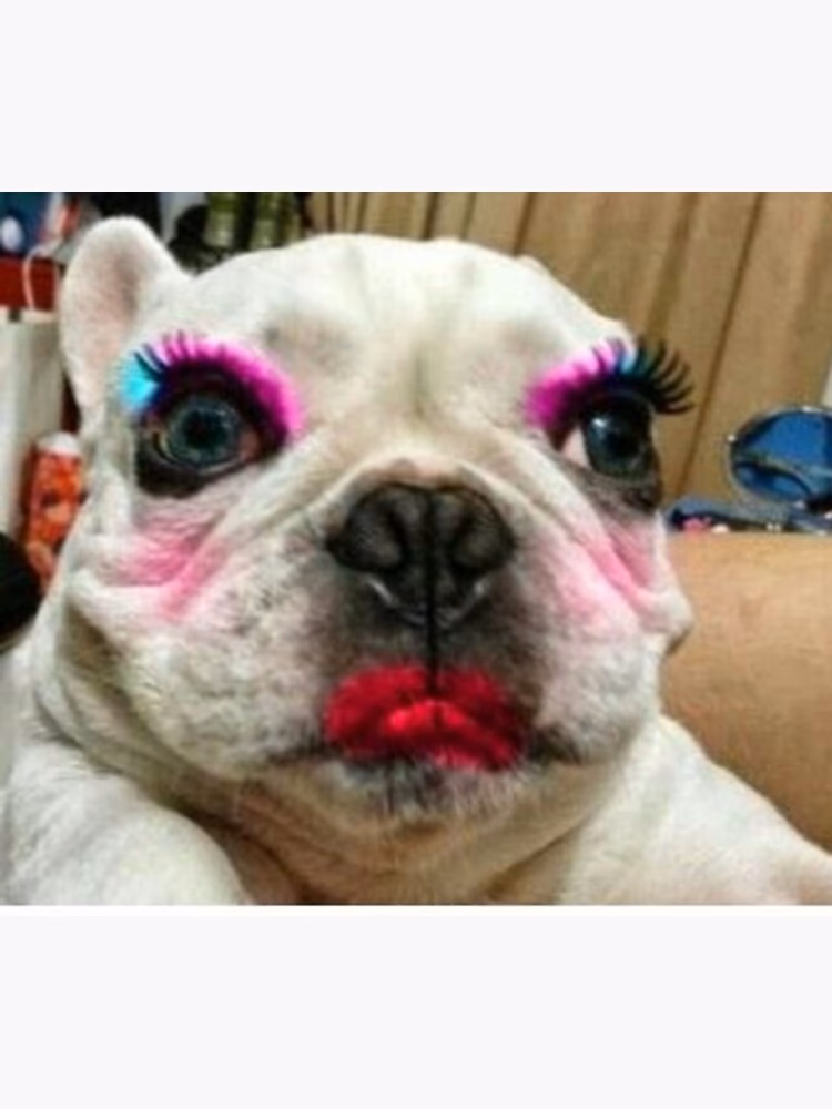 How to make a dog friendly with you?