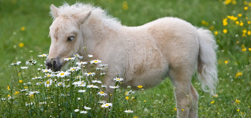 How much does a Falabella cost?