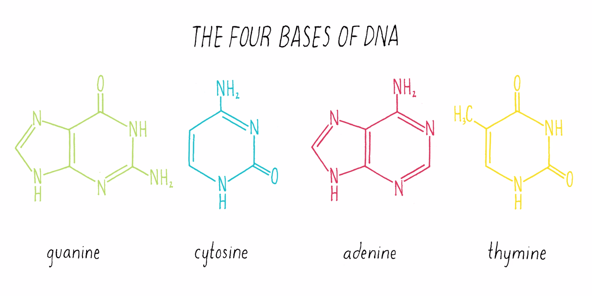 What are the 4 codes of DNA?