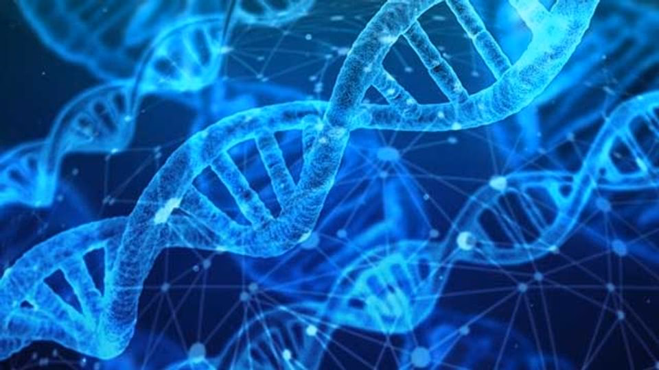 What is human genetic makeup?