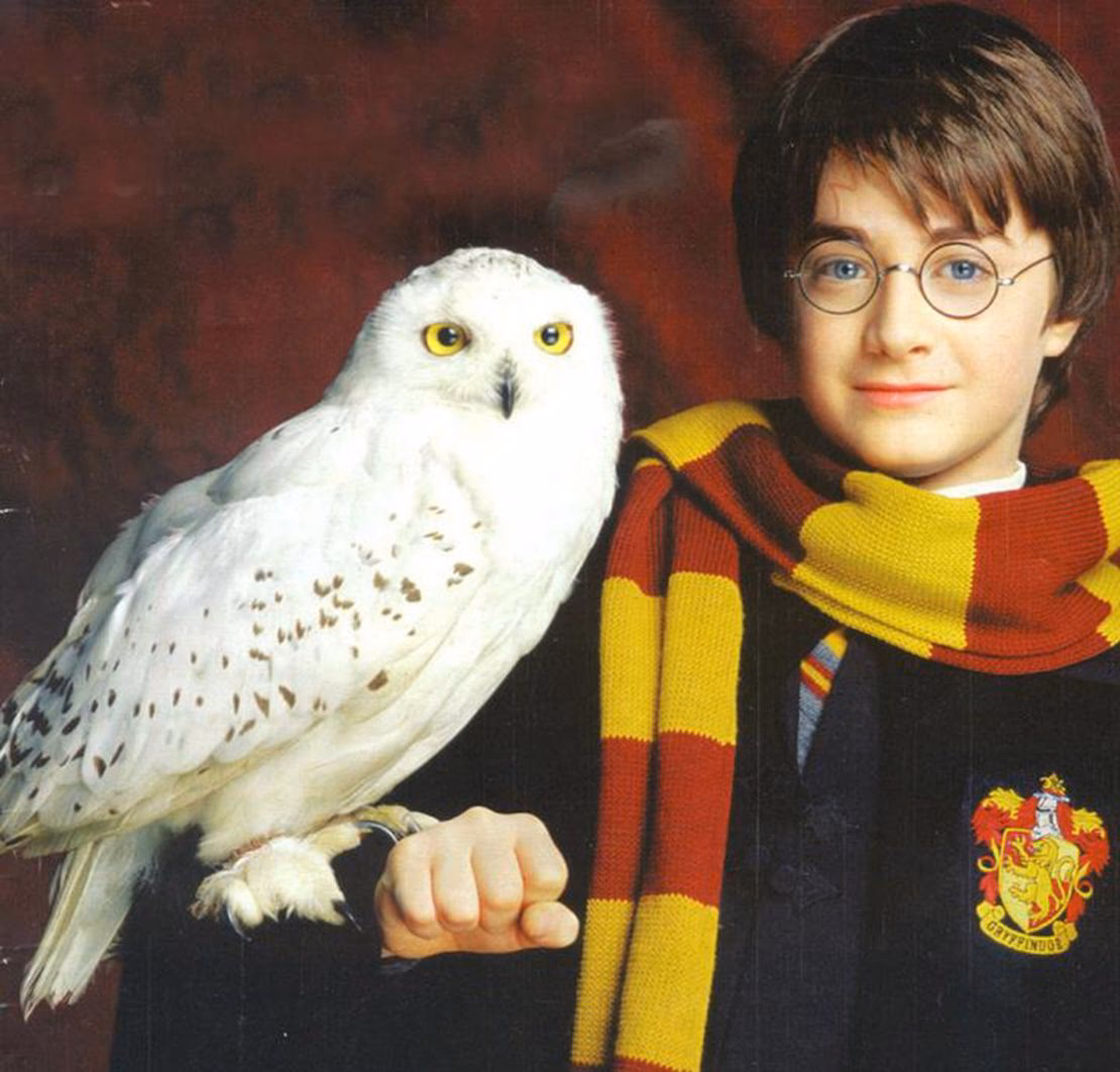 Why did Harry call his owl Hedwig?