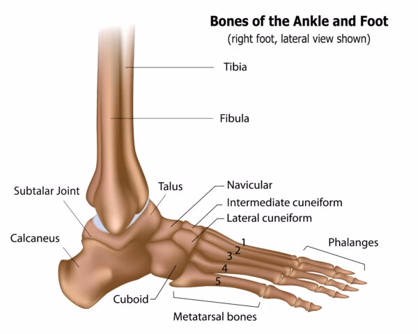 Are there 52 bones in your feet?
