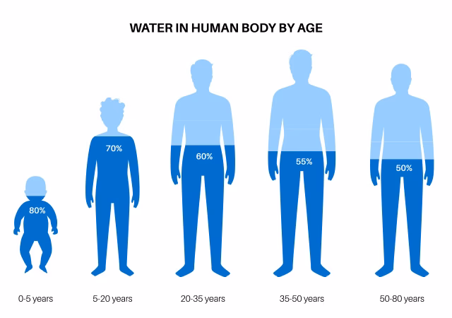 How much body water is in the average human body?