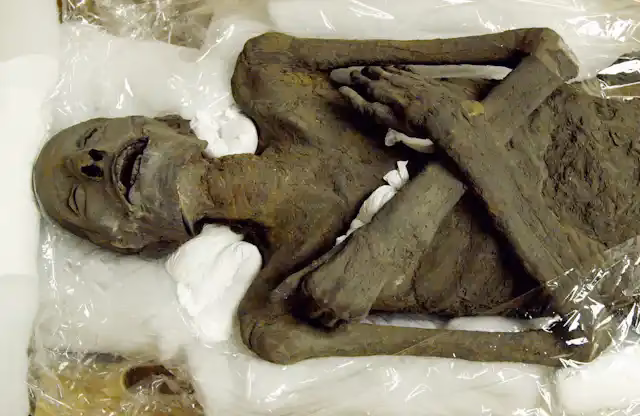 Why do they say human remains instead of body?