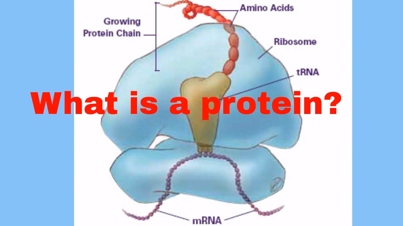 What are the 20 amino acids that make up proteins?