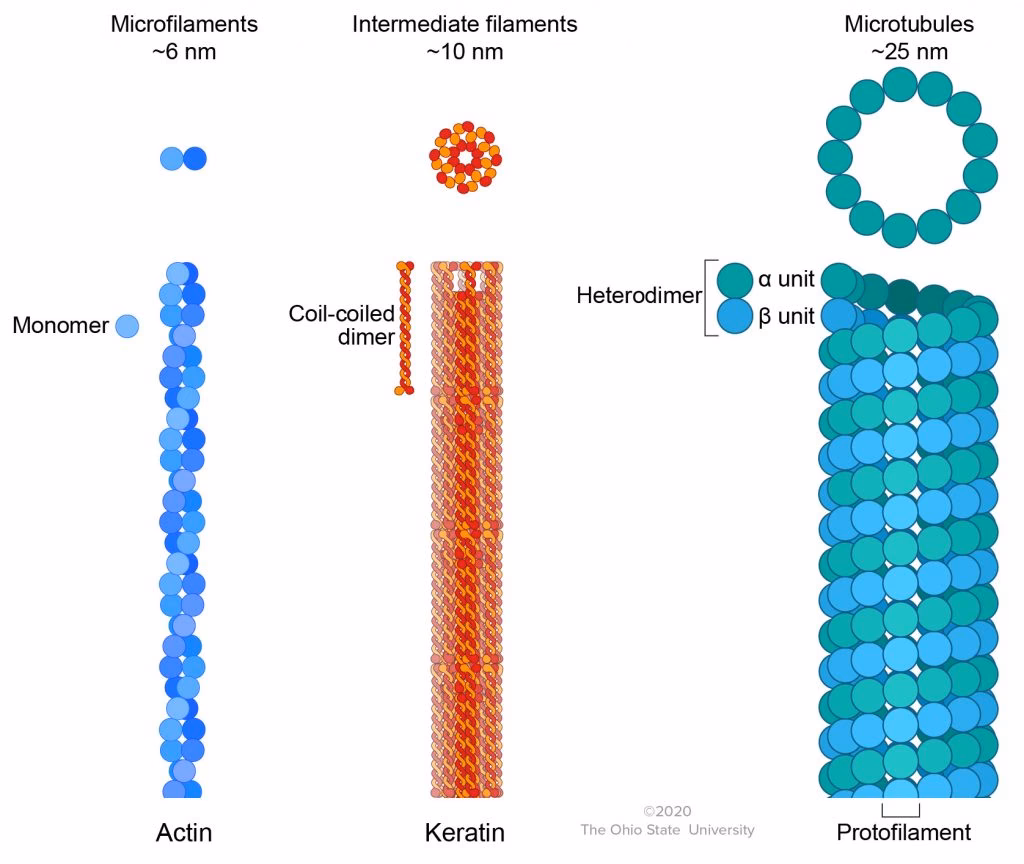 What is the role of microfilaments microtubules in the cell?