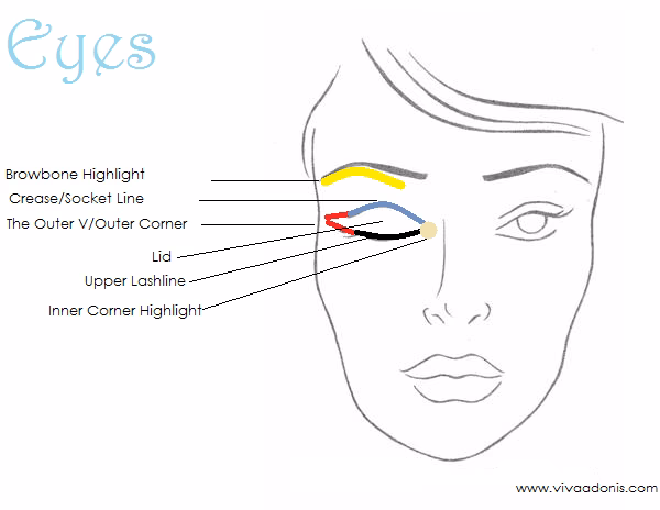 What is facial anatomy in makeup?