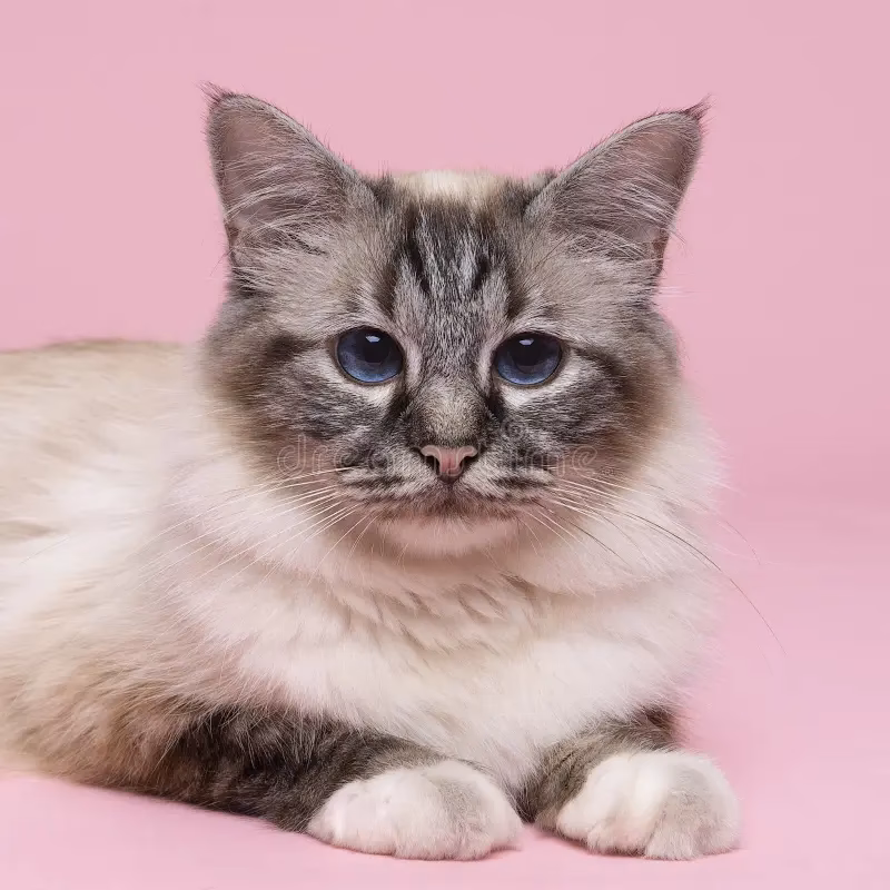 ¿Cómo saber si mi gato es birmano?