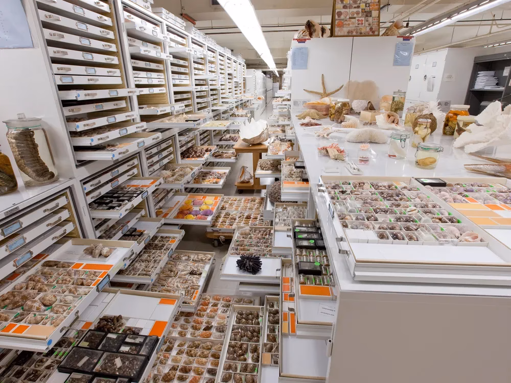What is the collection of specimens?