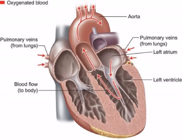 What do the heart, blood vessels, and blood make up?