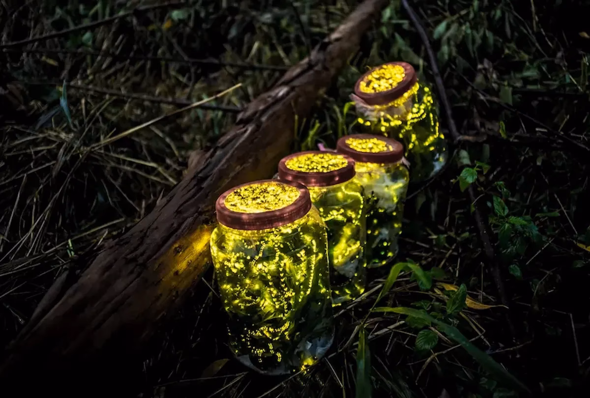 Why do lightning bugs light?
