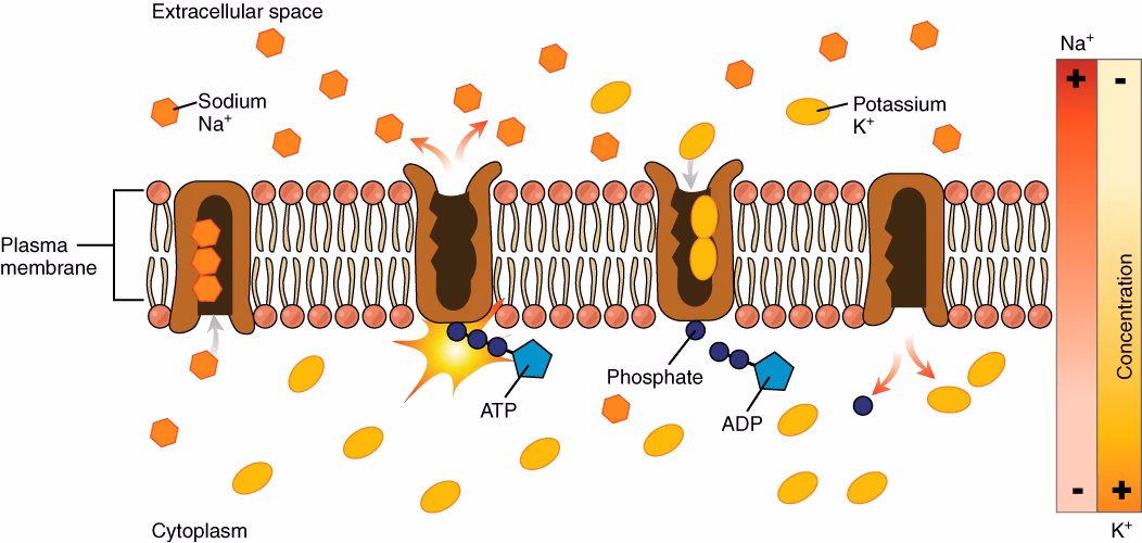 What 4 types of molecules make up the cell membrane?