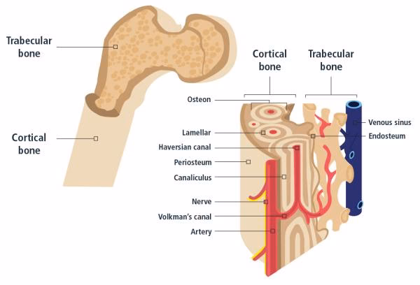 What is a matrix made of in anatomy?
