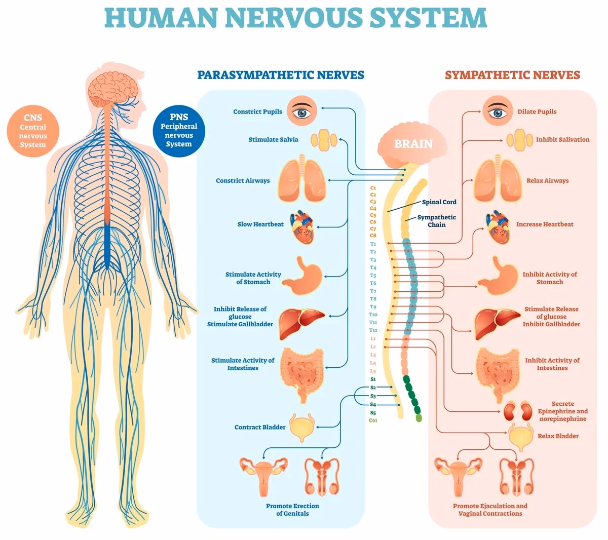 What are the 4 main things that the nervous system does?