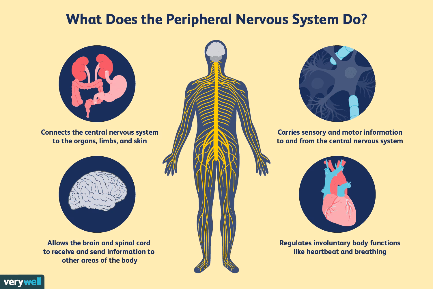 What are the 7 organs of the nervous system?