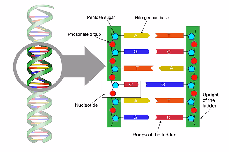 What makes up the steps of DNA?