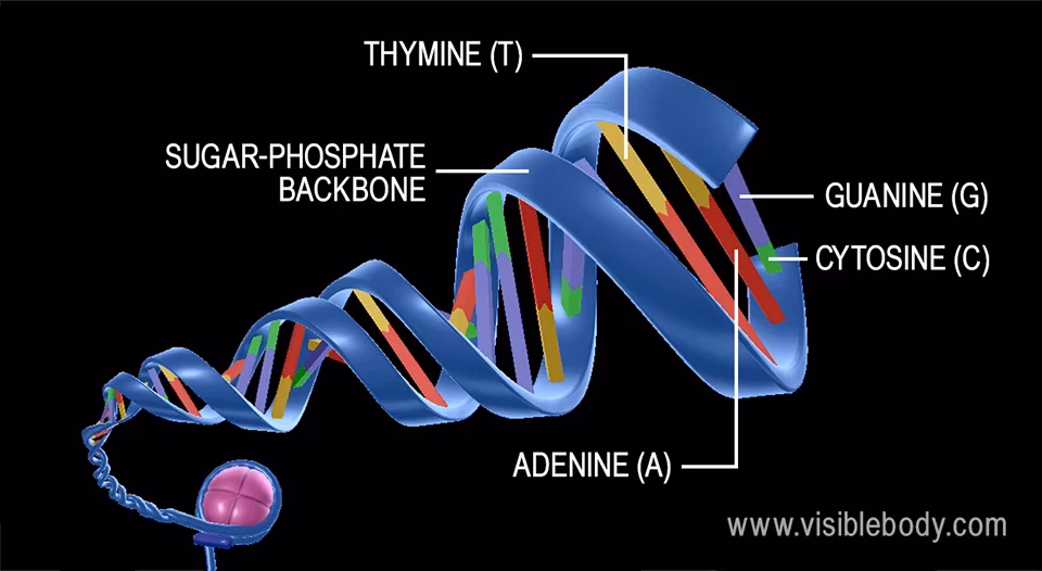 What molecules compounds make up the sides of DNA?