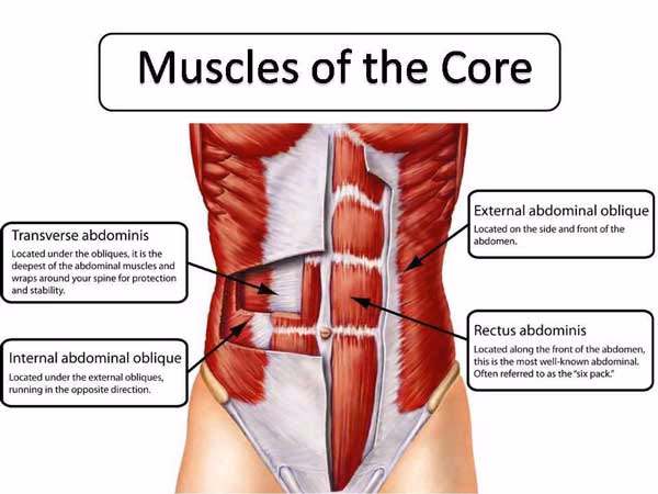 Which muscles make up your core muscles?